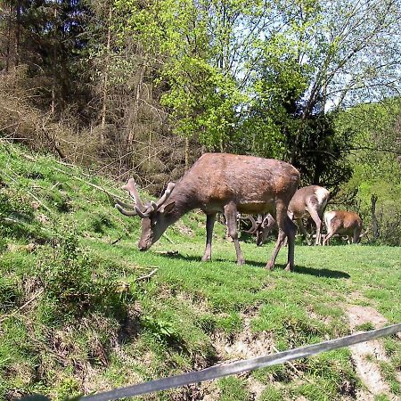 Birkenhain Stolberg i. Harz Eksteriør bilde