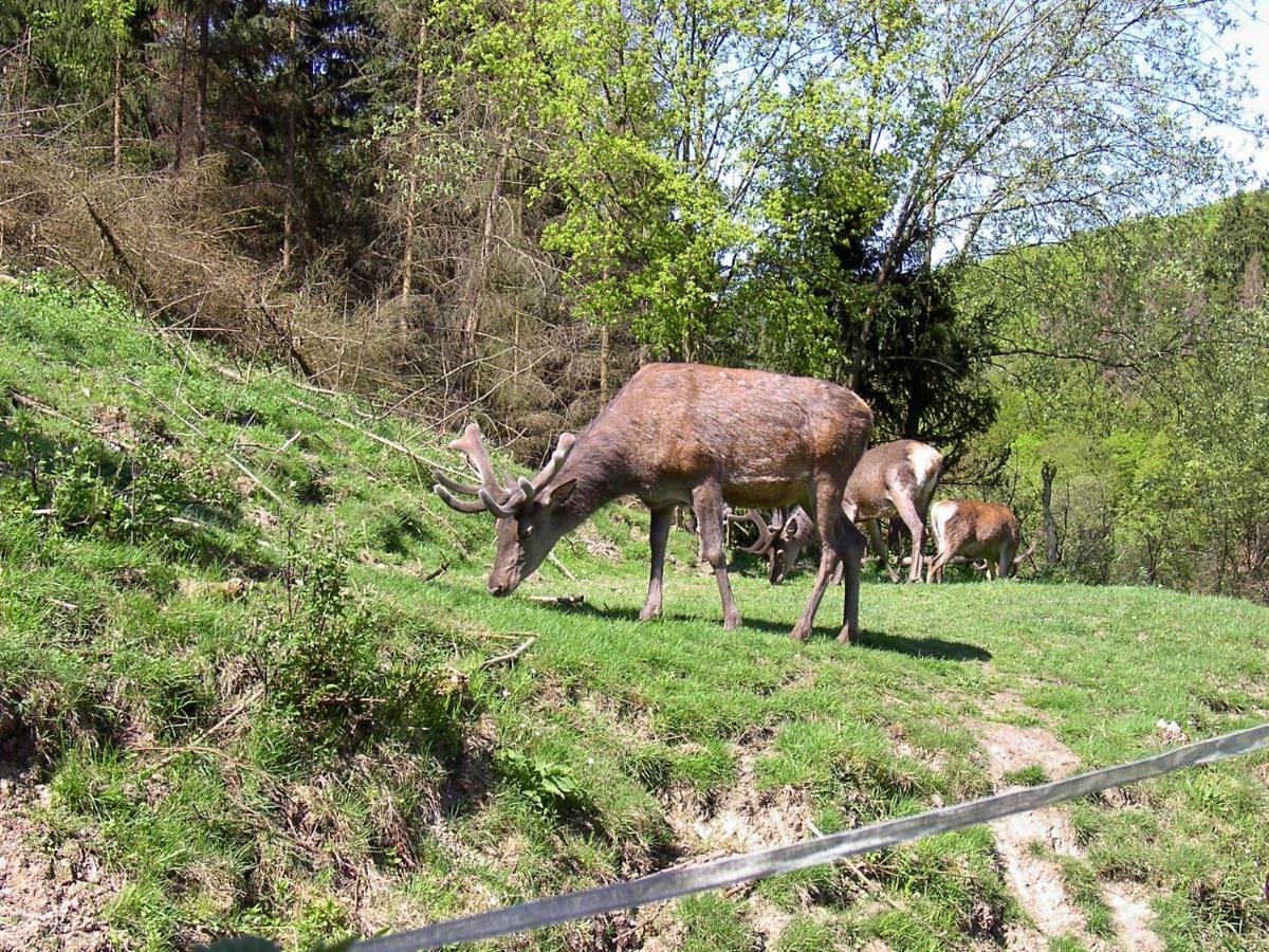Birkenhain Stolberg i. Harz Eksteriør bilde